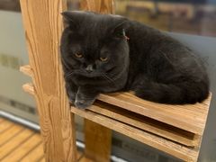 -猫的茶·猫咖