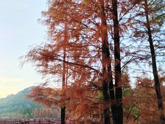 -广州市石门国家森林公园