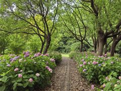 -上海滨江森林公园
