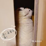 泡泡糖的日常——禁闭篇