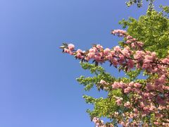 -嘉定紫藤园