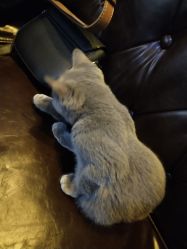 -飛凡TATTOO纹身•原创