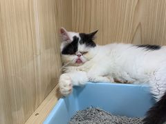 -屋虎猫馆(宝安大仟里店)