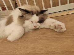-猫腻·猫咖·撸猫馆(星光大道店)