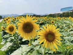 -君乐宝优致牧场