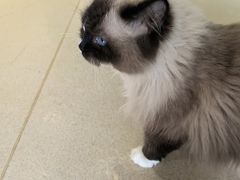 -藏猫猫咖啡主题馆(中央大道店)