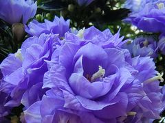 -恒达综合农贸市场(黄山路店)