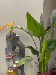 -卡尔诗·科技美肤连锁