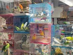 -曲阳花鸟市场(曲阳路店)