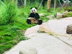 -都江堰中华大熊猫苑