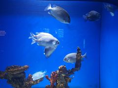 -重庆欢乐海底世界