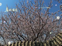 -桃花堤公园