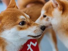 -柴源莊·柴小宠柴犬咖啡