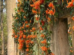 -火炉山森林公园