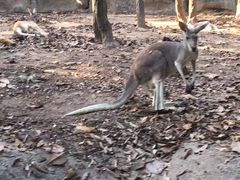 -清迈夜间动物园