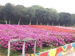 -松山湖梦幻百花洲