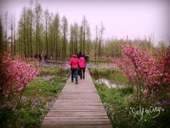 -溱湖国家湿地公园