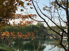 -上海共青森林公园