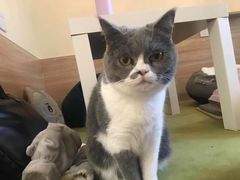 -滚猫咖啡·猫咖·猫友好撸猫(未来城店)