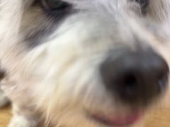 -乐派堂宠物医院·猫友好· 心脏科(东街店)