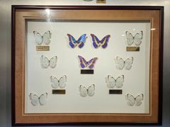 -上海昆虫博物馆