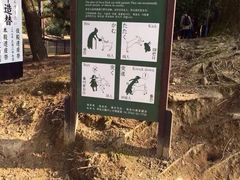 -奈良公园
