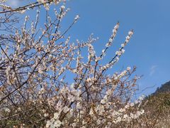 -广州市流溪河国家森林公园