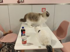 -三花喵·撸猫购宠·宠物生活馆(虹桥南丰城店)