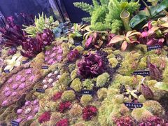 -中国科学院西双版纳热带植物园