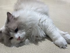 -藏猫猫咖啡主题馆(中央大道店)