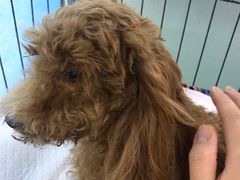 -达爱动物医院·犬猫分区·CT·复杂眼科(远洋山水分院)