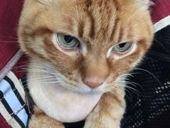 -北京赛佳动物医院