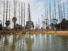 -上海长兴岛郊野公园