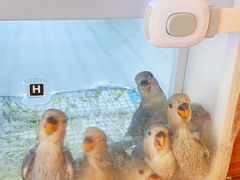 -吉丁鸟咖·异宠·寄养