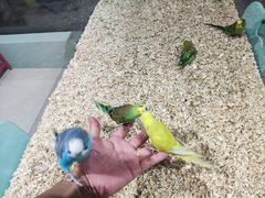 -怪兽屋·羊驼·猫咖·狗咖(俊华广场店)