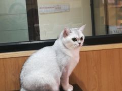 -滚猫咖啡·猫咖·猫友好撸猫(未来城店)