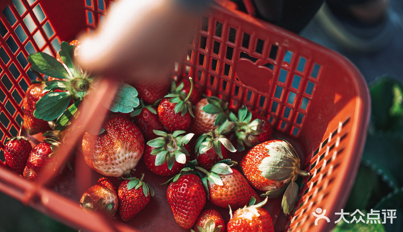 冬日里的草莓🍓｜惠州水口
