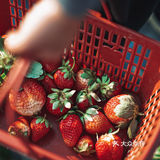 冬日里的草莓🍓｜惠州水口