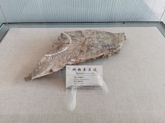 -延庆地质公园博物馆