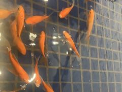 -大唐靓汤江门私房菜(景田店)