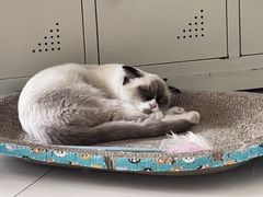 -平行世界·猫咖(首经贸店)