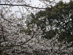 -南山植物园