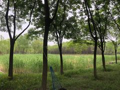 -东郊湿地公园