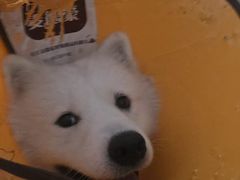 -趣玩宠物乐园寄养训犬训狗游泳池