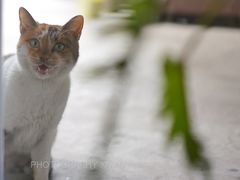 景观位-猫里有甜