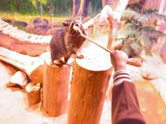 -正佳雨林生态植物园