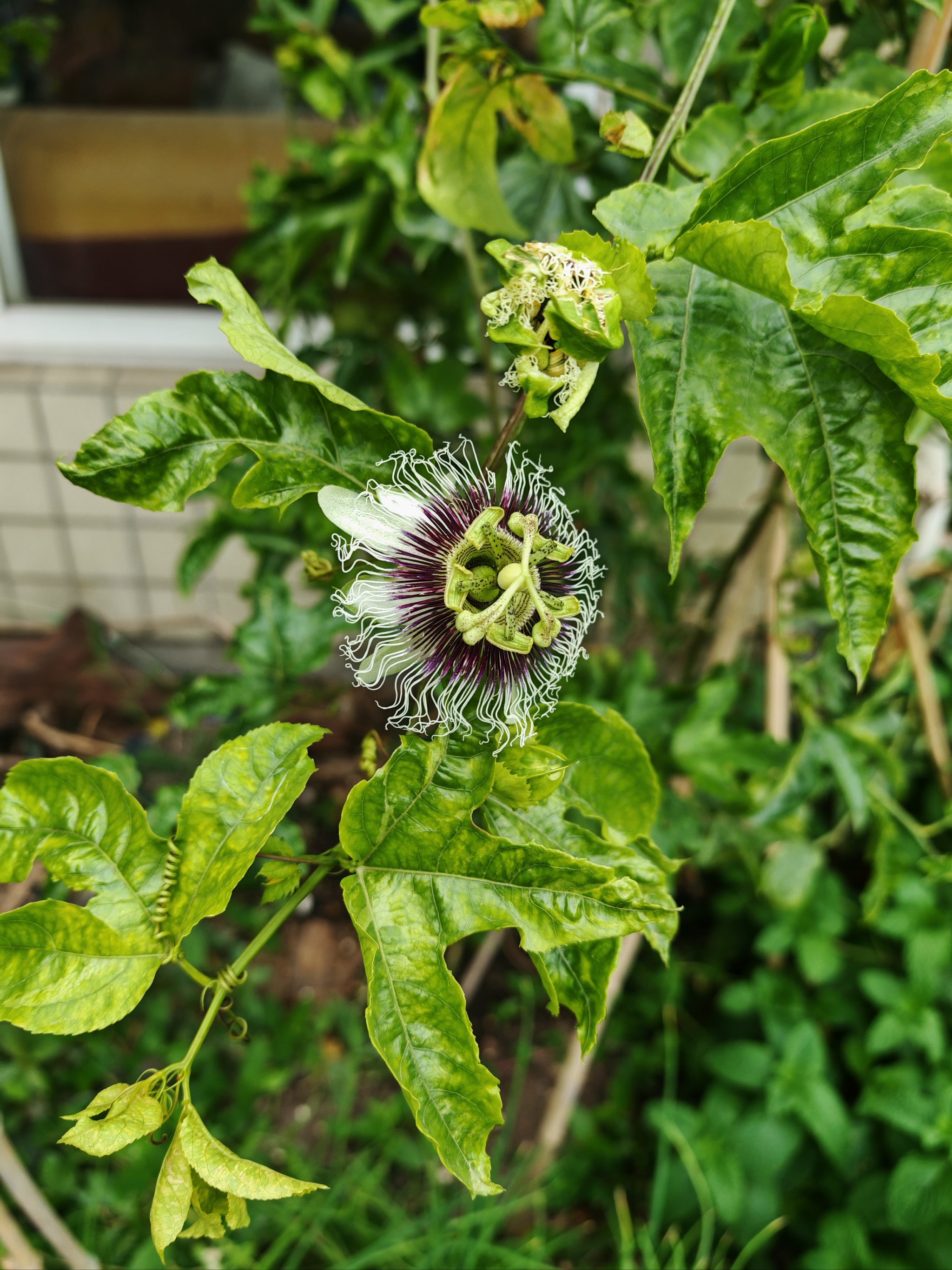 百香果花结构图图片