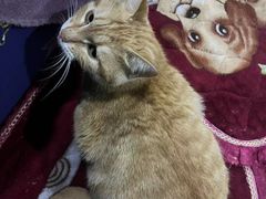 -芭比堂爱心动物医院(柯桥康爱分院)