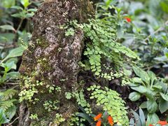 -深圳仙湖植物园