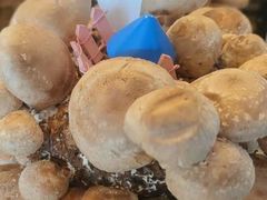 活体松香菇-捞王锅物料理(上海世茂广场店)